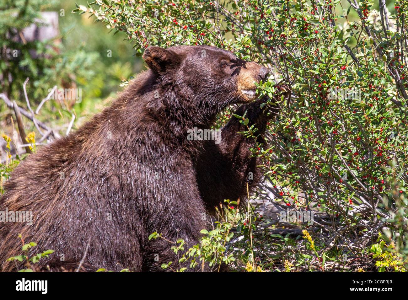 Schwarzbär (Ursus americanus), der in einem Montana-Wald wilde Beeren frisst, horizontal Stockfoto