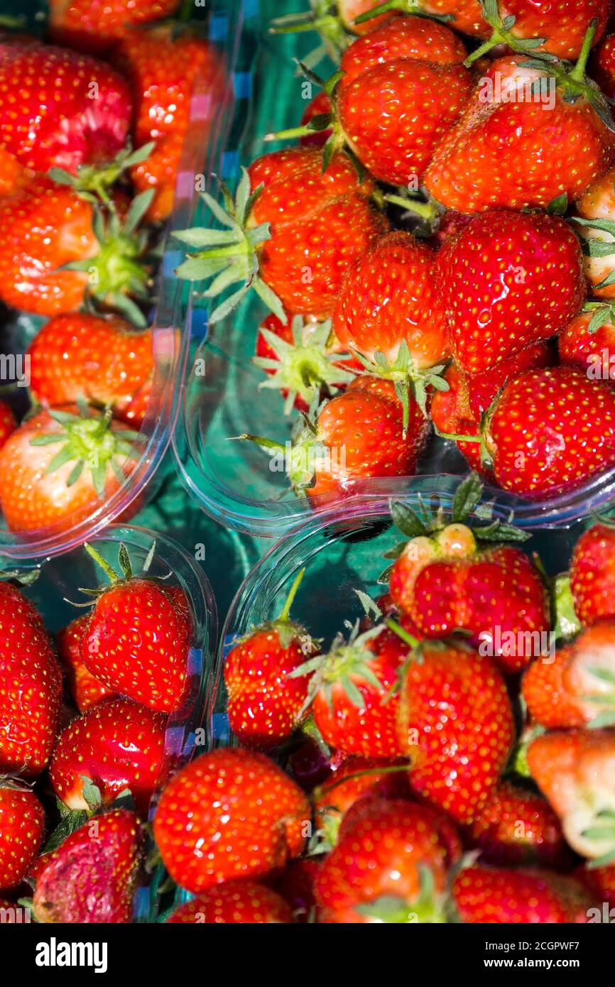 Frische Erdbeeren zum Verkauf. Norfolk Broads England Großbritannien Stockfoto