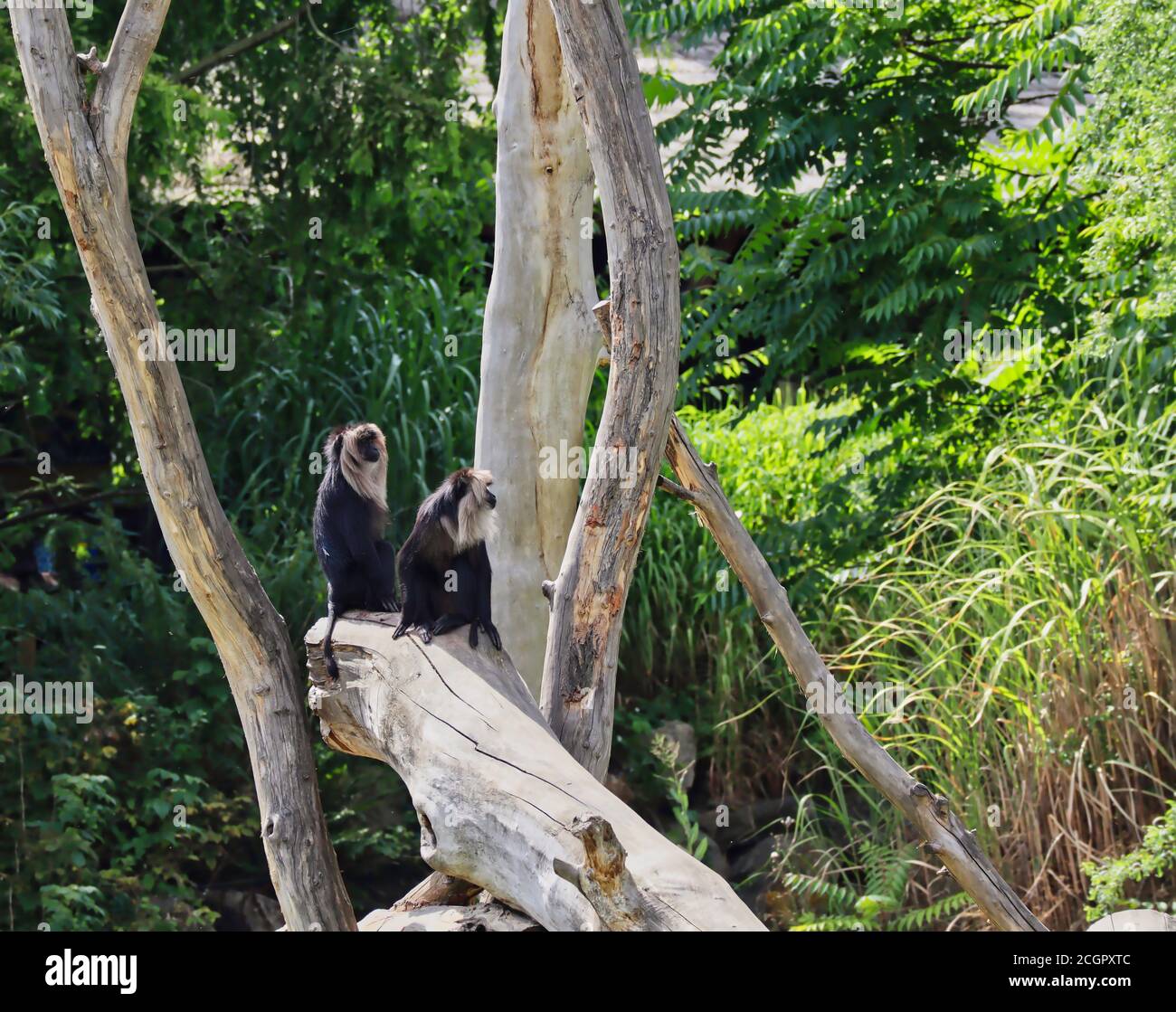 Der Löwenschwanz-Makak (Macaca Silenus) oder der Wanderoo ist ein Affe der Alten Welt. Zwei Makaken mit schwarzem Haar und silberweißer Mähne sitzen auf dem Holz. Stockfoto
