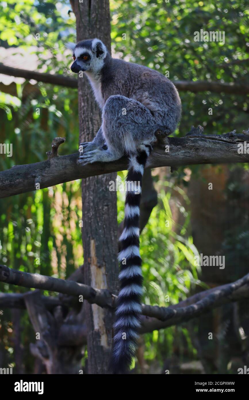Der Ringschwanz-Lemur (Lemur Catta) ist ein großer Strepsirhine-Primat mit schwarzem und weißem Ringelschwanz. Cute Lemur sitzt auf Tree Branch im Zoo Park. Stockfoto