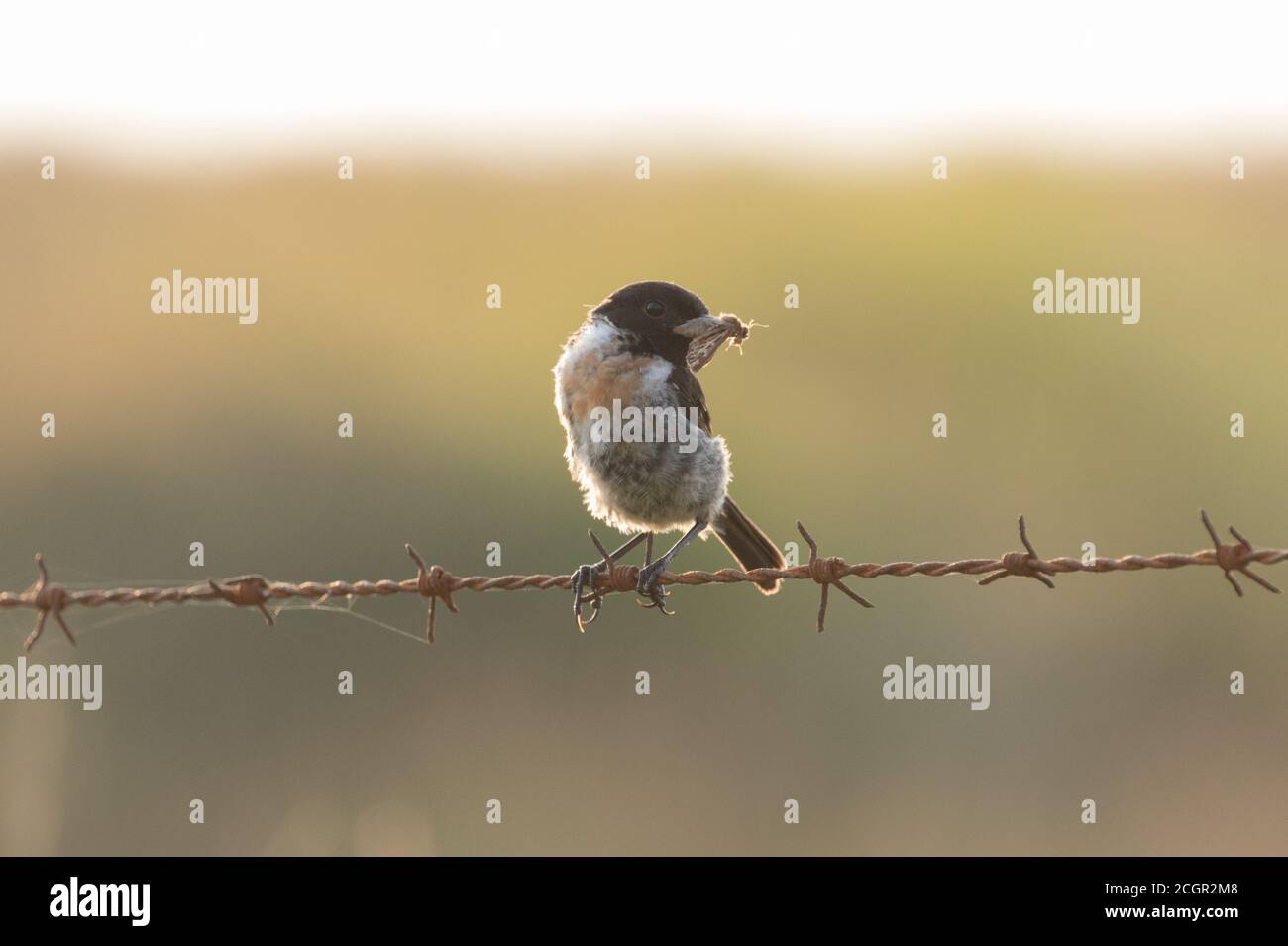 Steinechat auf Stacheldraht, Kex Gill Moor, North Yorkshire Stockfoto