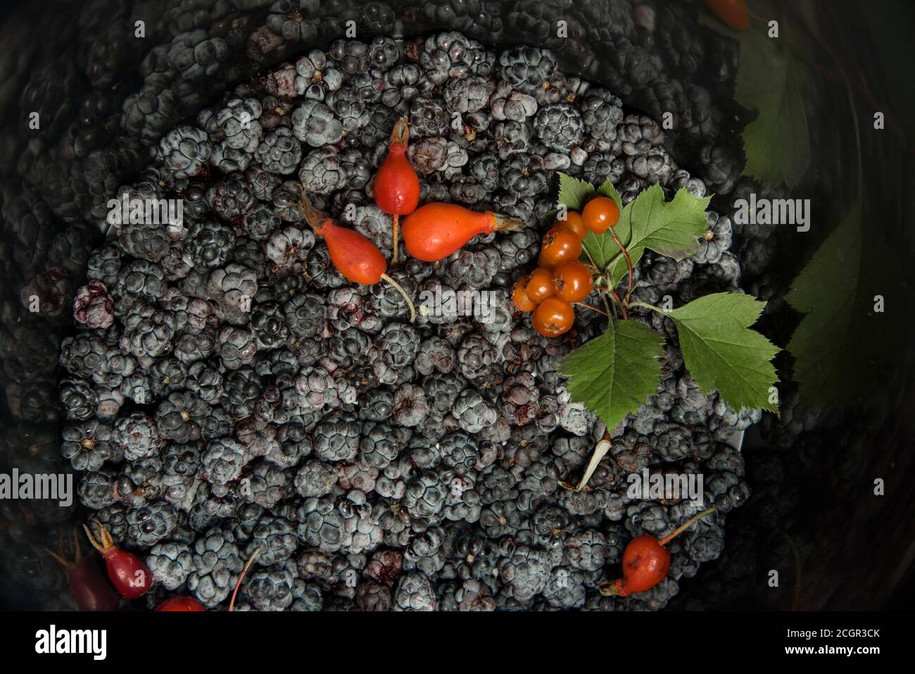 Das Stillleben der Brombeerbeeren, der Hagebutte, des Sanddorns, des Kaliums, des Weißdorns Stockfoto