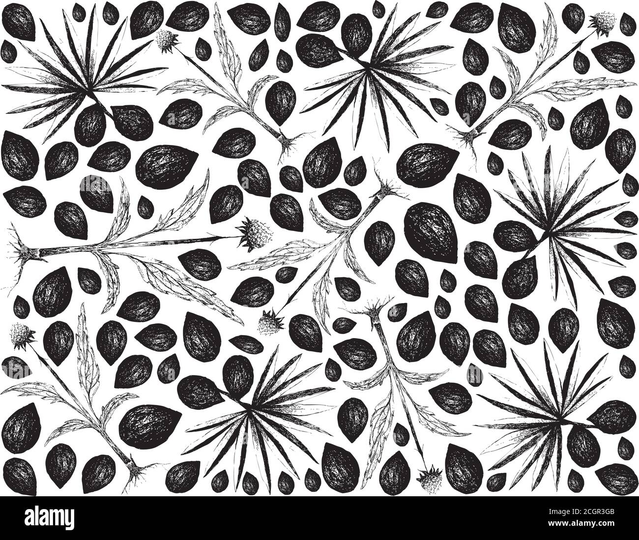 Kräuter und Pflanzen, handgezeichnete Illustration Hintergrund von Serenoa Repens oder Sägepalmettobeeren mit Echinacea oder Kegelblumen Pflanzen. Stock Vektor