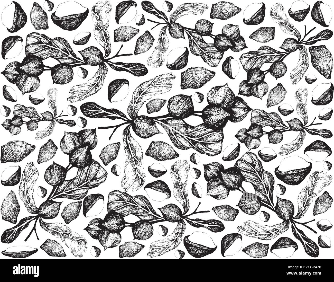 Mutter und Bohne, handgezeichnete Illustration Skizze Hintergrund von geschälten und ungeschälten Macadamia-Nüssen, gute Quelle von Nahrungsfasern, Vitaminen und Mineralien. Stock Vektor