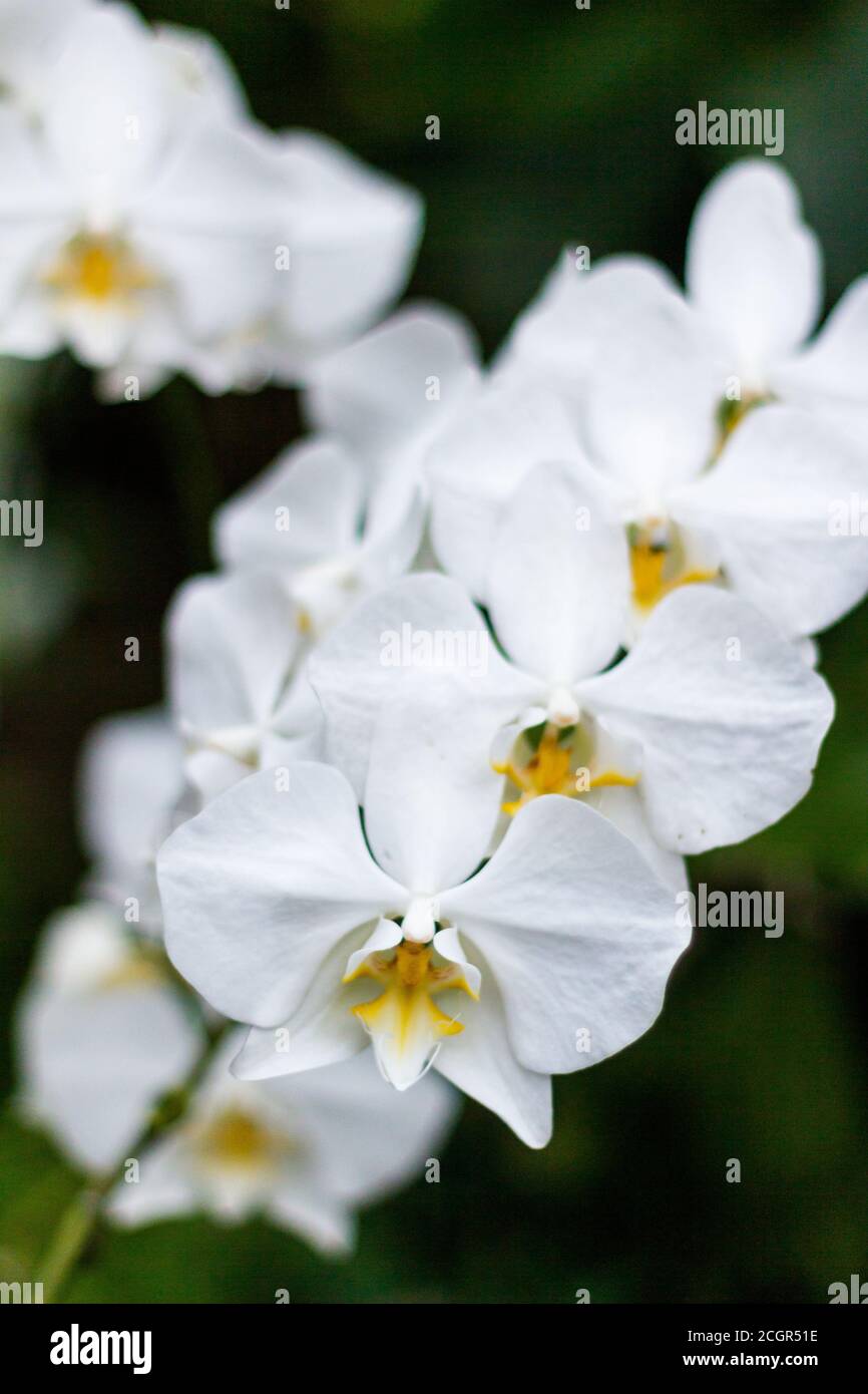 Weiße Phalaenopsis Orchideen in der Blüte Stockfoto