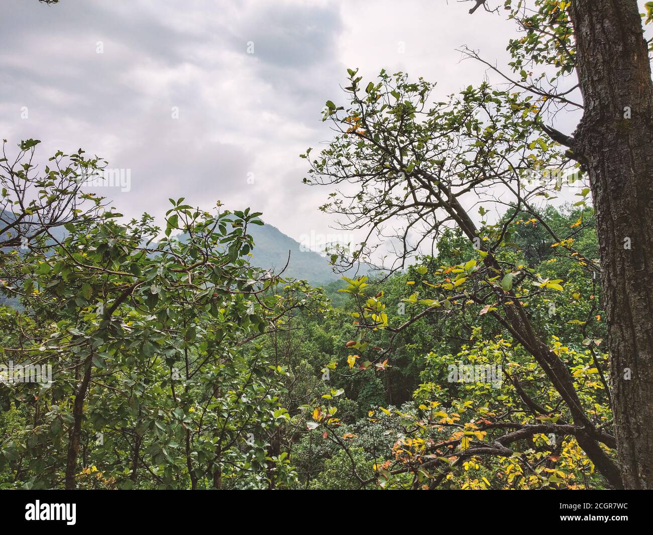 GEBIRGSZÜGE VON PACHMARHI, SATPURA IM ZENTRALEN TEIL VON INDIEN BEKANNT ALS MADHYA PRADESH MIT BLÄULICHER FÄRBUNG Stockfoto