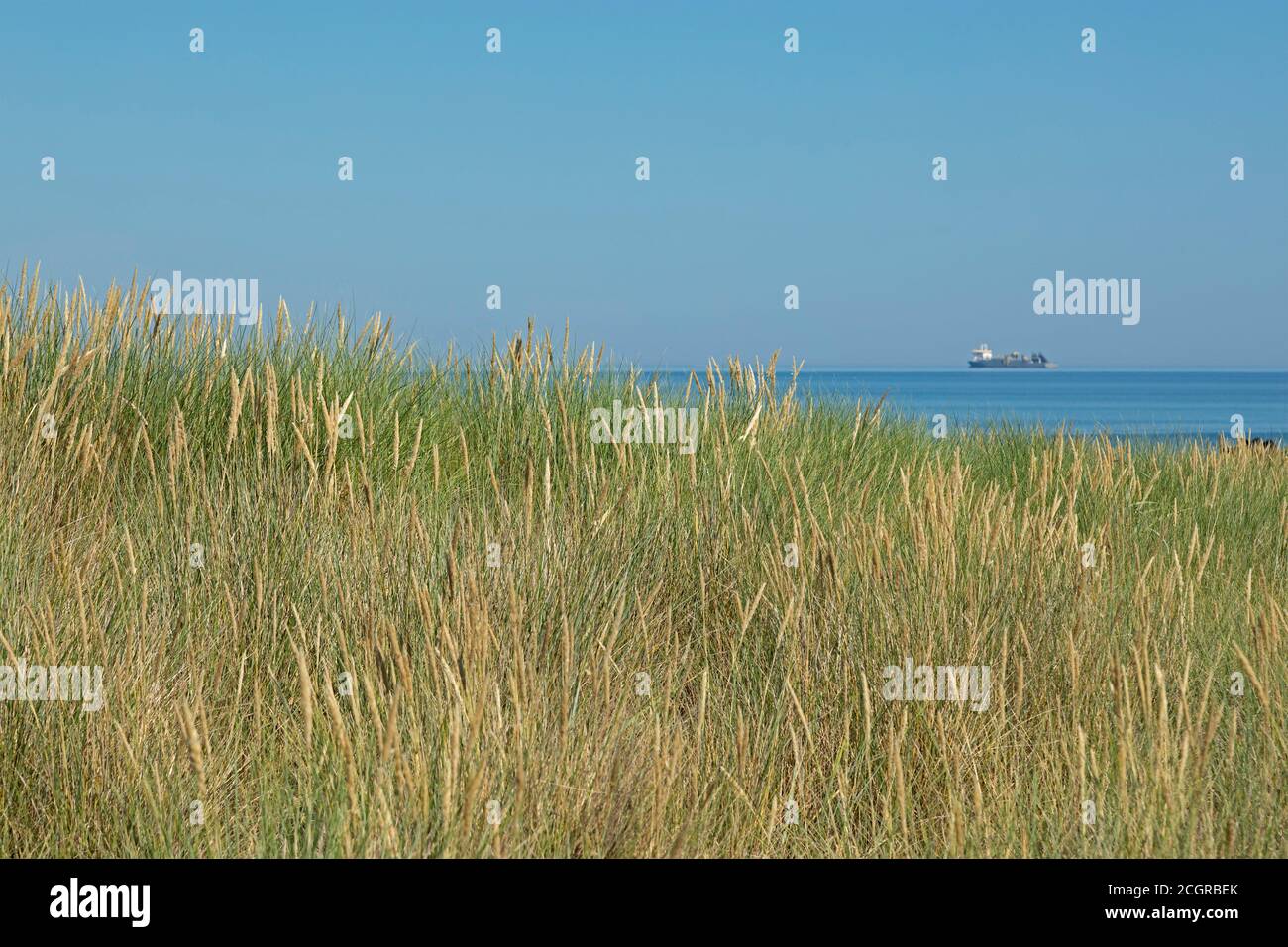 Ammophila arenaria, Sanddünen, Wustrow, Mecklenburg-Vorpommern, Deutschland Stockfoto