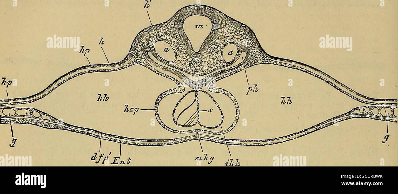 . Quains Elemente der Anatomie . t, eingebogen in die äußere Wand des Herzens alih ; IMI, innere oder endovaskuläre Auskleidung des Herzens; JPA, Perikardialcavity ; nvis, Mesoblast jenseits der Grundelemente des Herzens; dd^ hypoblast; CW, Note-chord ; sw, Seitenwand des develox^ing Pharynx. In eins durch die Vereinigung und das anschließende Verschwinden der adjacentparts ihrer primitiven Wände. Im Falle des Herzens, das folglich atfirst doppelt ist, empfängt jede Röhre posteriorly die große eintretende Vene und islanganged anteriorly in das ausstellende Gefäß oder Arterie; während in themedian einzelnes Herz, ob Form Stockfoto