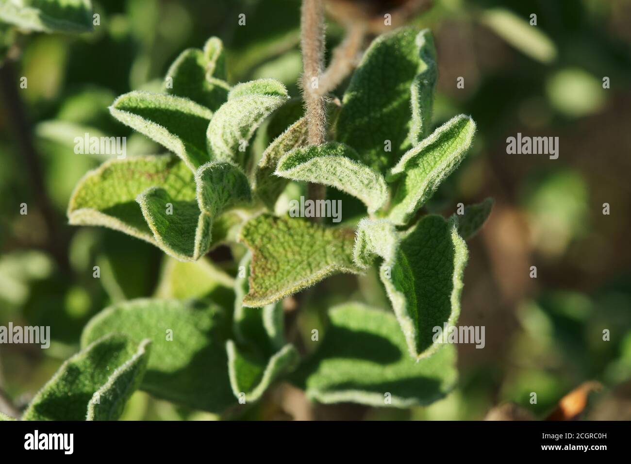 Nahaufnahme des wilden Cistus salvifolius, Salbei-leaved Rock-Rose oder Salvia cistus, aus der Familie Cistaceae - Ginosa Marina, Apulien, Italien Stockfoto