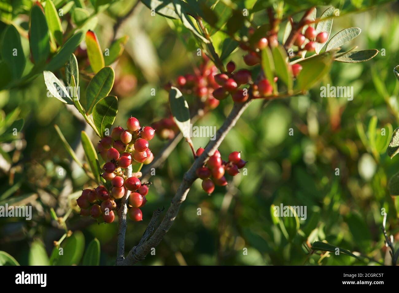 Pflanze von Lentisc, oder Mastix - Pistacia lentiscus - in roten Früchten Stockfoto