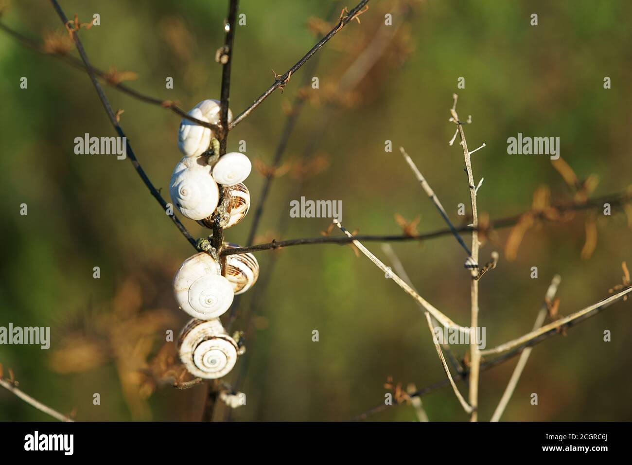 Cernuella virgata - Helicella virgata, gebräuchlicher Name, die "Weinbergschnecke" - Marina di Ginosa, Apulien, Italien Stockfoto