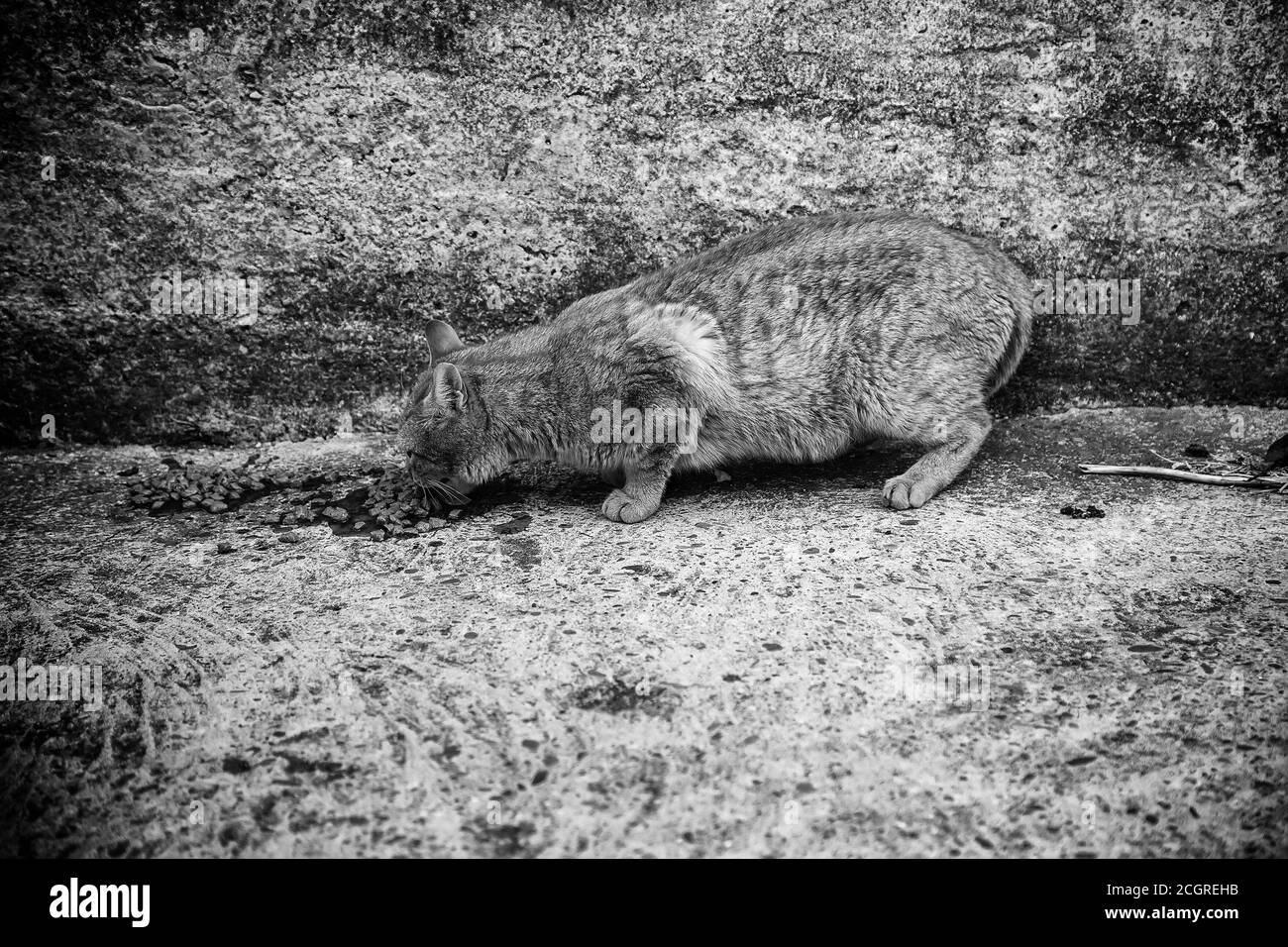 Streunende Katzen essen auf der Straße, Detail von verlassenen Haustieren Stockfoto