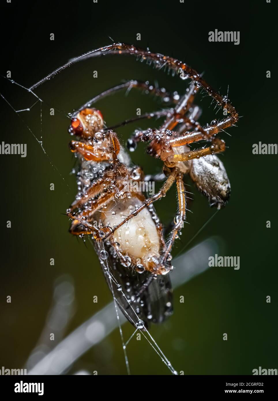 Nahaufnahme Makroaufnahme einer Spinne packte das Opfer und wickelte es in ein Netz. Stockfoto