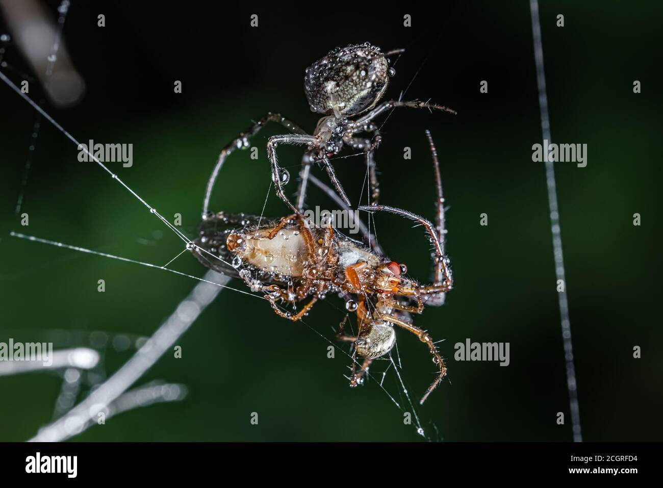 Nahaufnahme Makroaufnahme einer zwei Spinnen kämpfen für Das erfasste Opfer Stockfoto