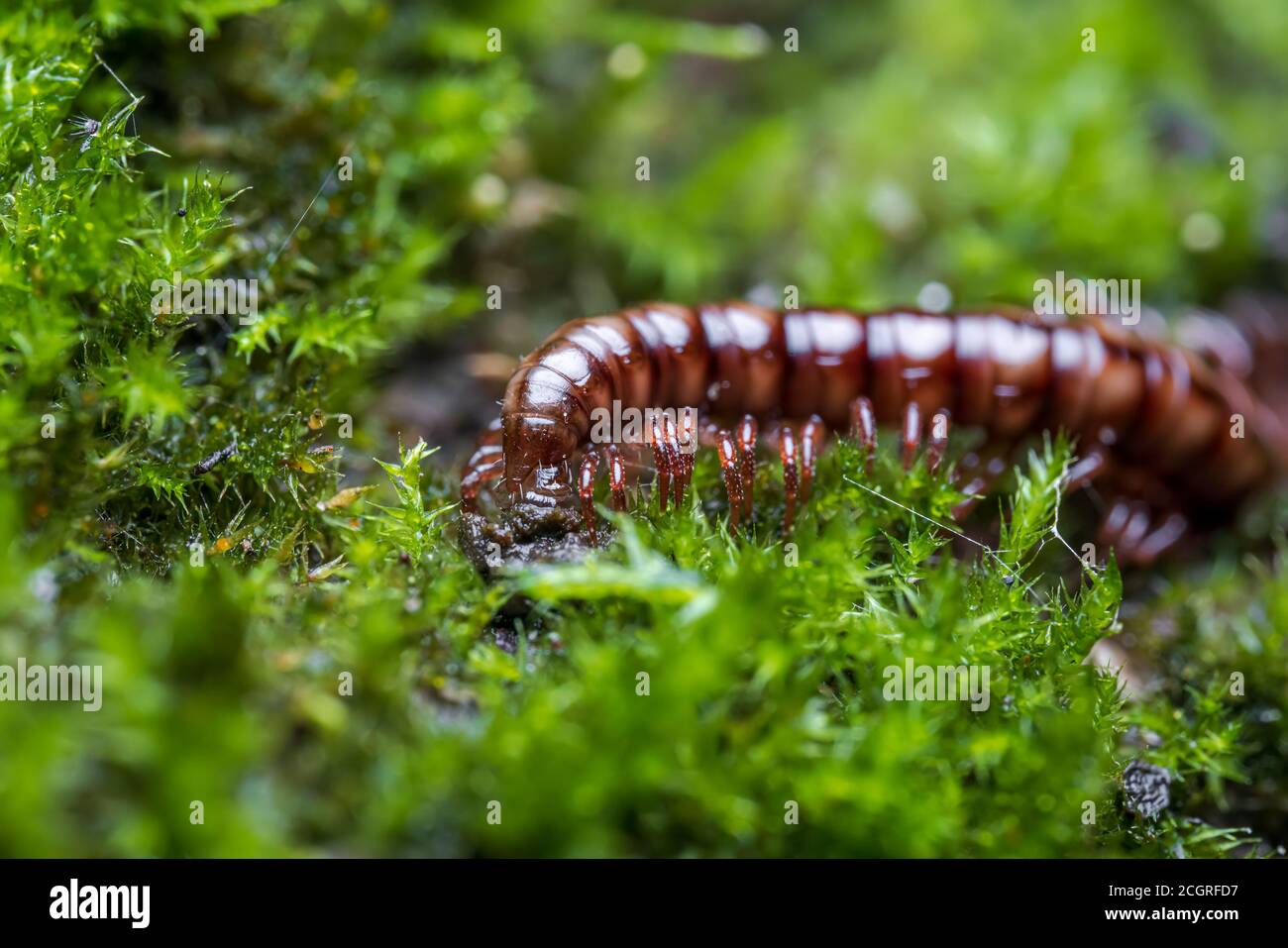 Kleiner Tausendfüßler im grünen Moos. Spiraltier, Insekten mit vielen Beinen, Muschelmethode des Tausendfüßler. Stockfoto
