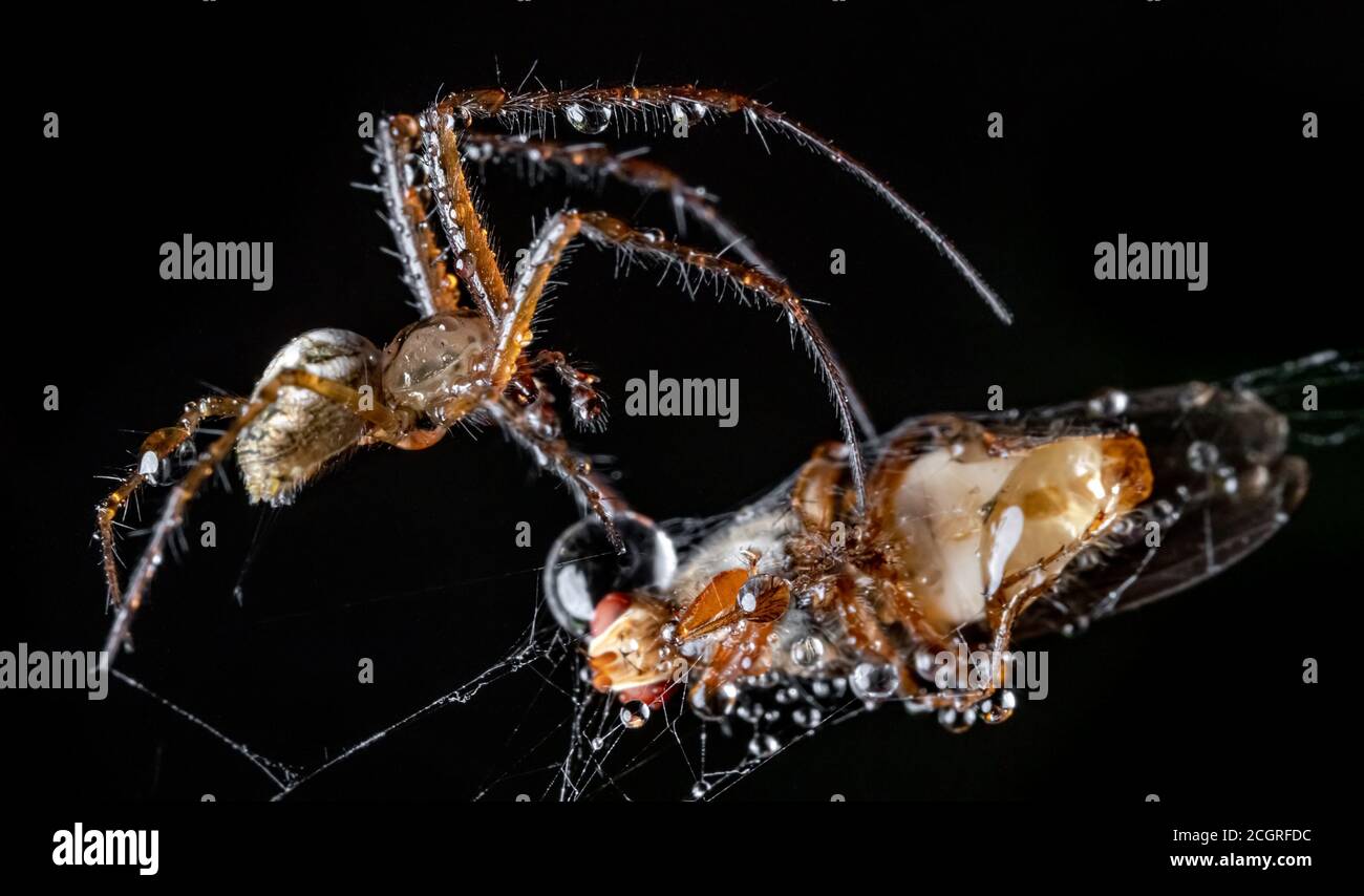 Nahaufnahme Makroaufnahme einer Spinne packte das Opfer und wickelte es in ein Netz. Stockfoto