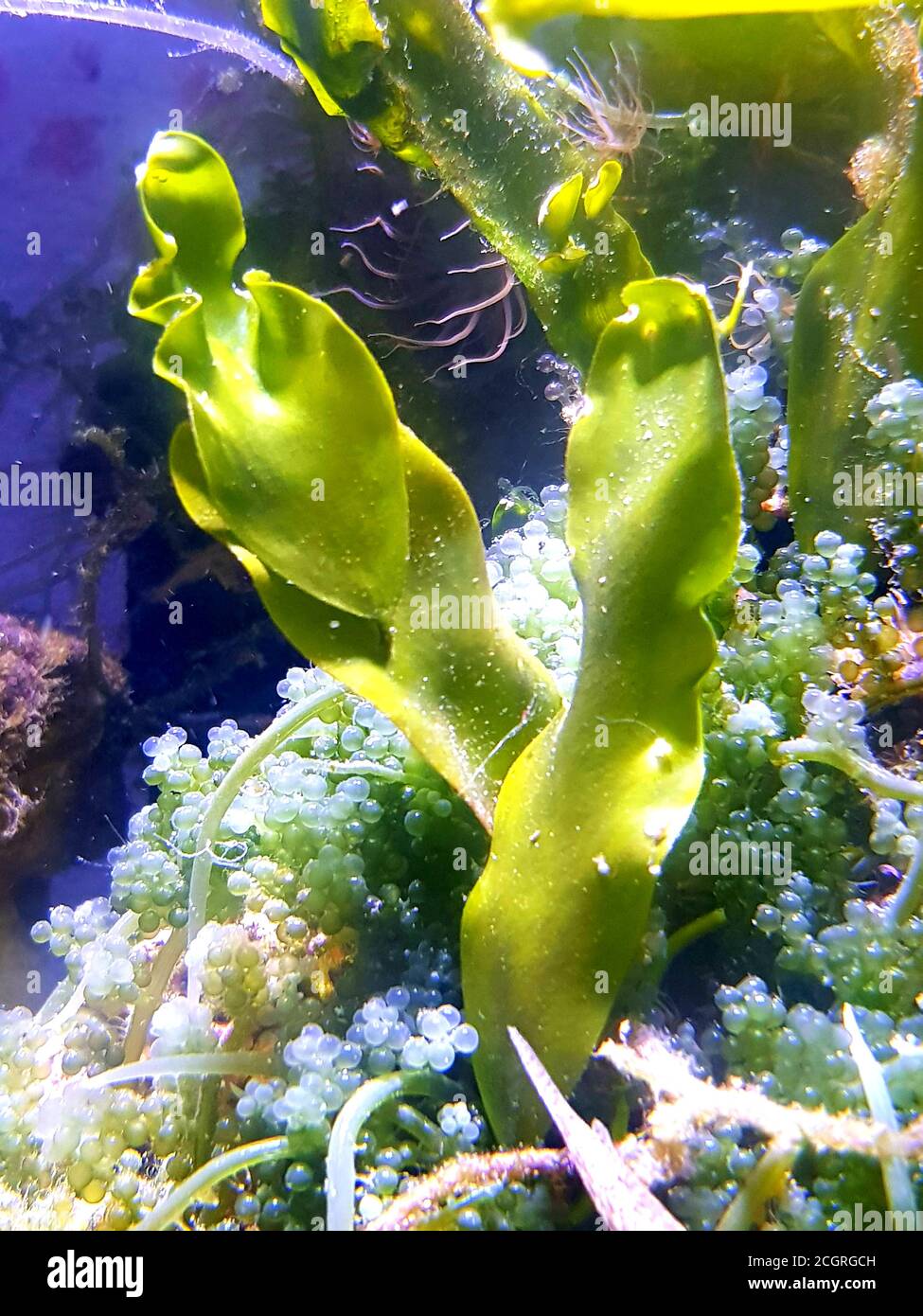 Caulerpa prolifera in Refugium-System für Meerwasser-Korallenriff-Aquarium Tank Stockfoto