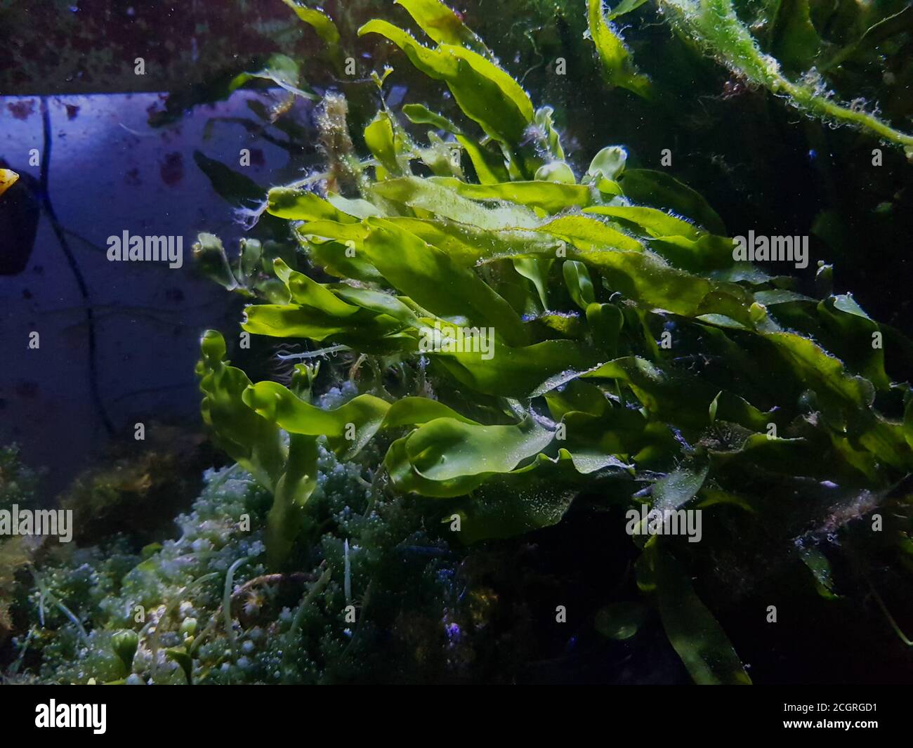 Caulerpa prolifera in Refugium-System für Meerwasser-Korallenriff-Aquarium Tank Stockfoto