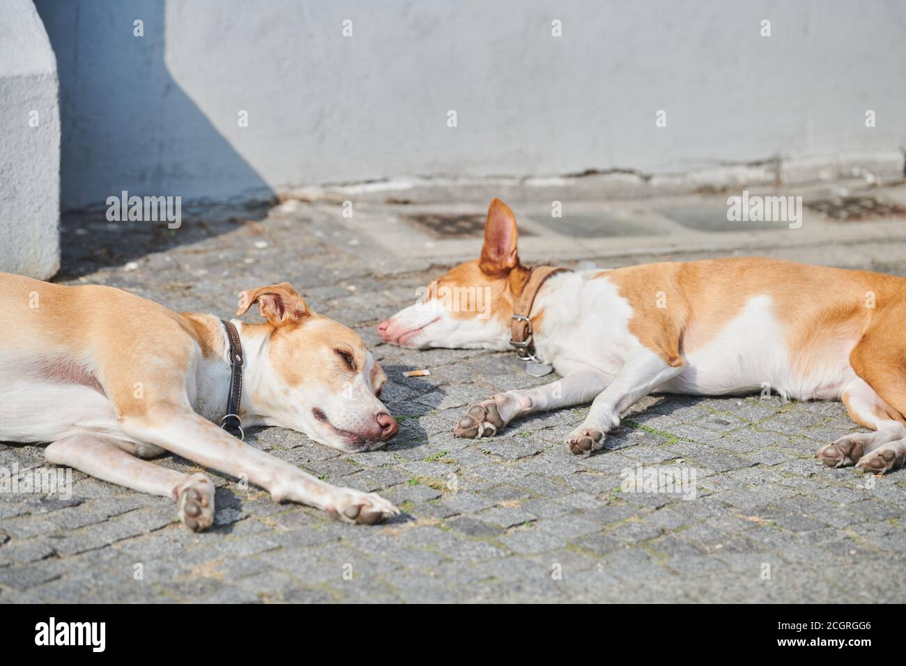 Berlin, Deutschland. September 2020. Zwei Hunde, spanische  Podenco-Hybriden, liegen im Viktoriapark in der Sonne. Der Sommer kommt  wieder mit viel Sonnenschein. Nach Angaben des Deutschen Wetterdienstes  (DWD) werden die Temperaturen auf 24