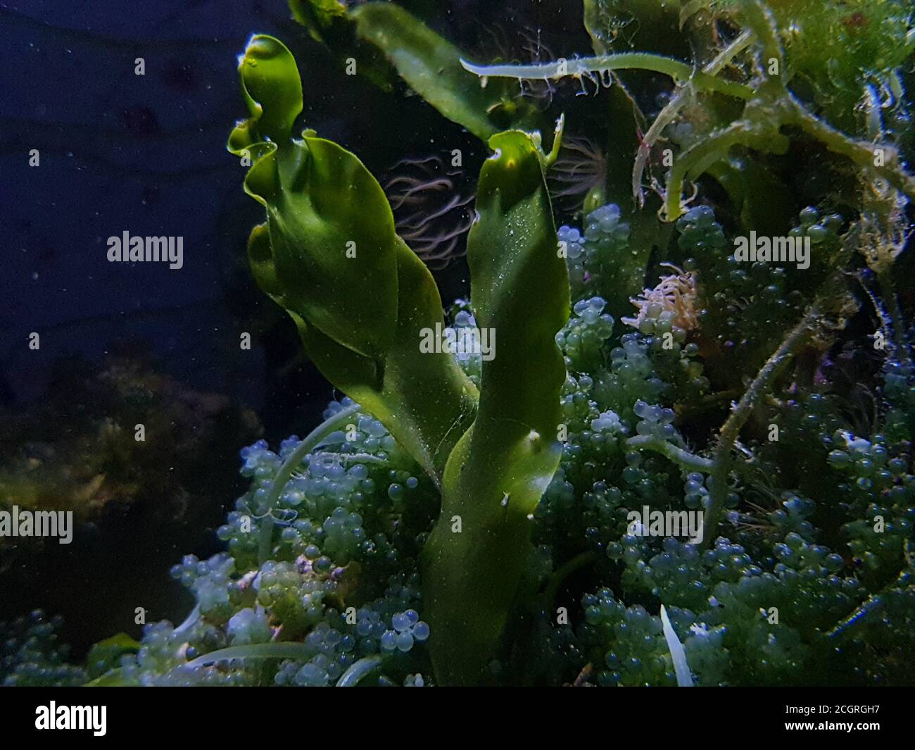 Caulerpa prolifera in Refugium-System für Meerwasser-Korallenriff-Aquarium Tank Stockfoto