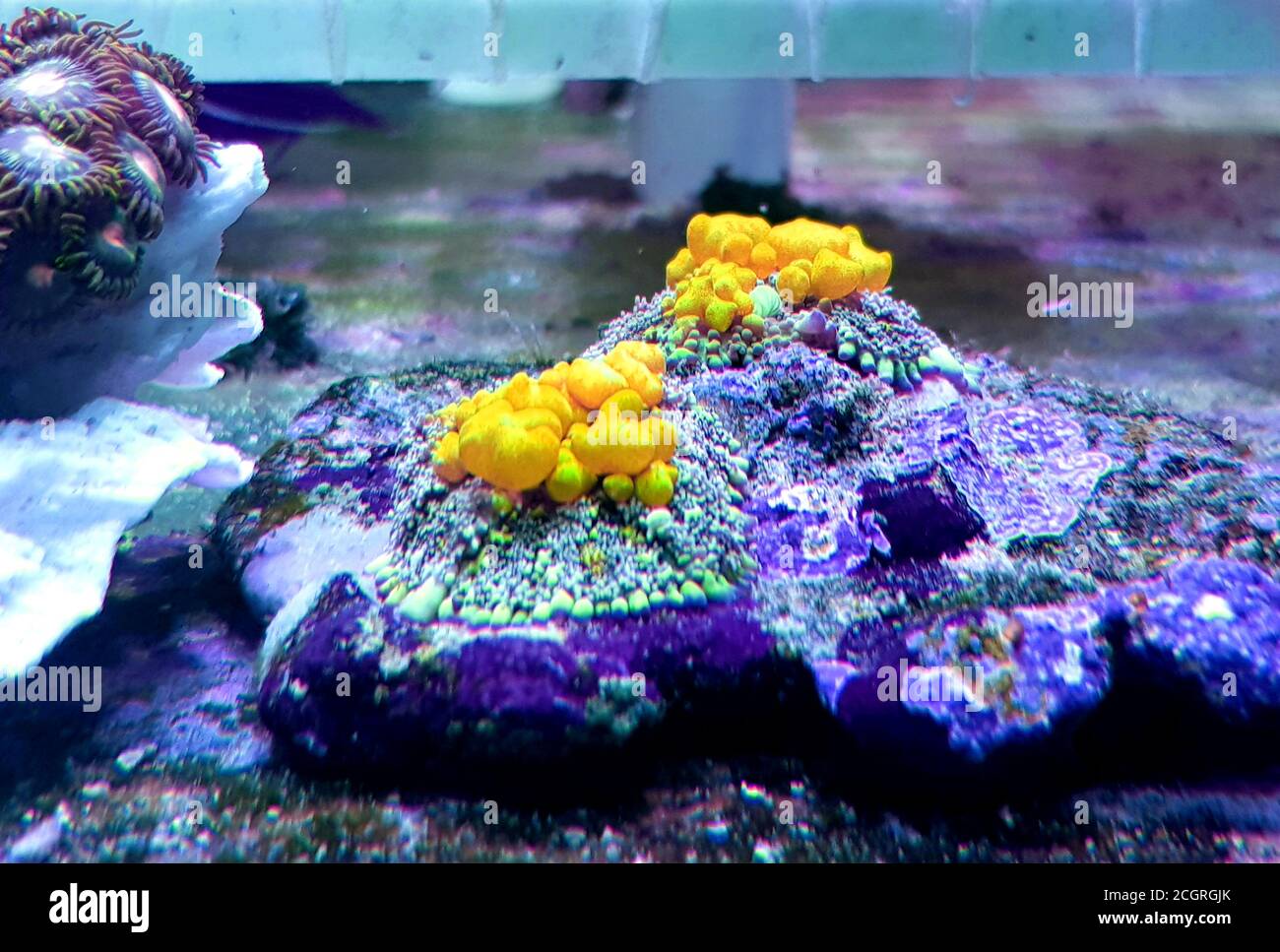 Erstaunliche Biohazard Rhodactis grünen Sprungpilz Koralle Stockfoto