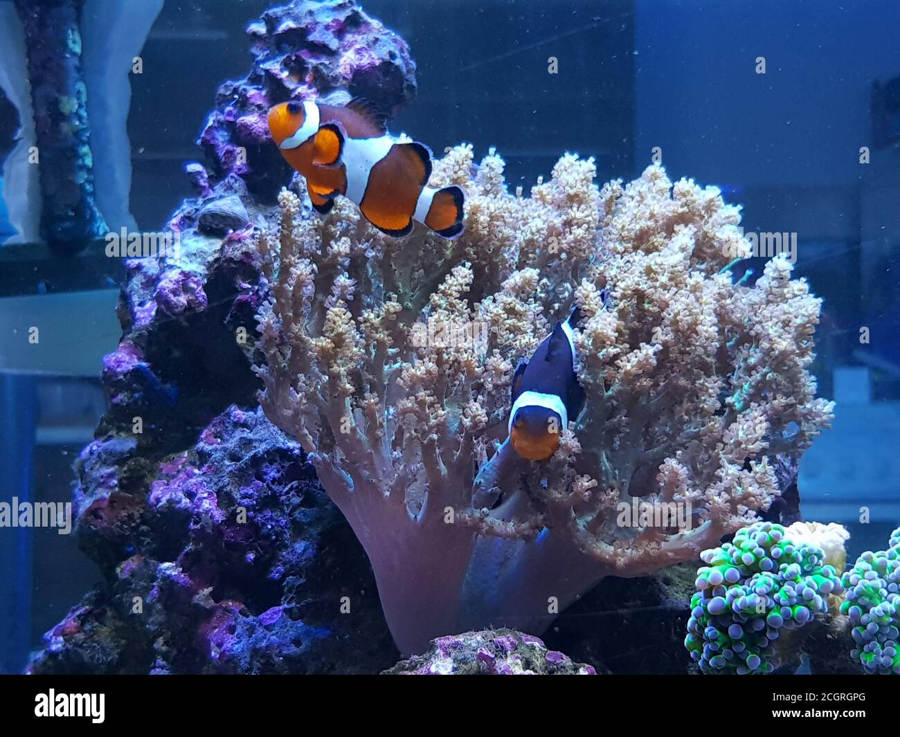 Amphiprion ocellaris Clownfish - der beliebteste Salzwasserfisch für Korallenriff Aquariumbecken Stockfoto