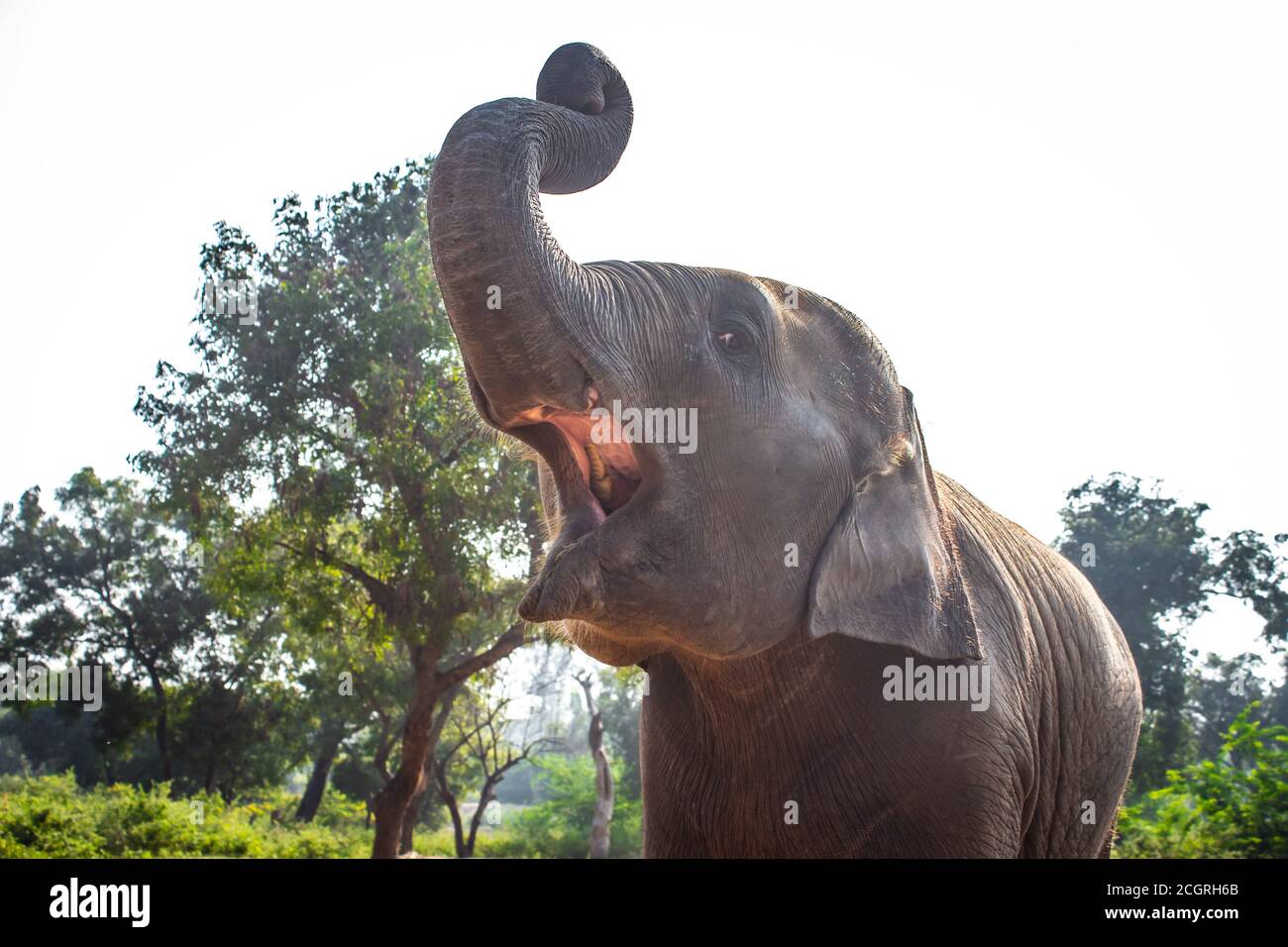 Glucklicher Babyelefant Stockfotos Und Bilder Kaufen Alamy