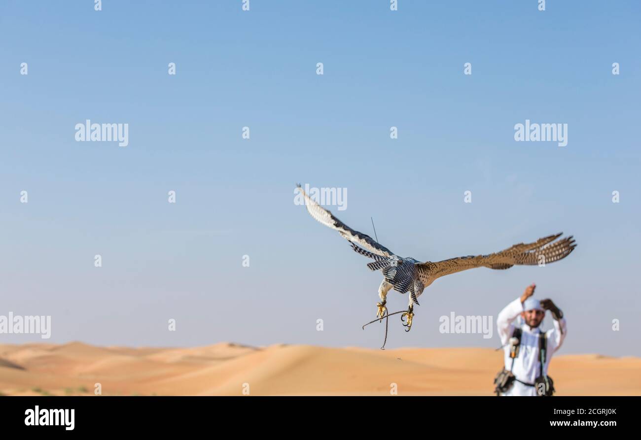 Dubai, Vereinigte Arabische Emirate, 19. November 2016: Ein Falkner in traditioneller Kleidung, Ausbildung ein Wanderfalke (Falco Peregrinus) Stockfoto