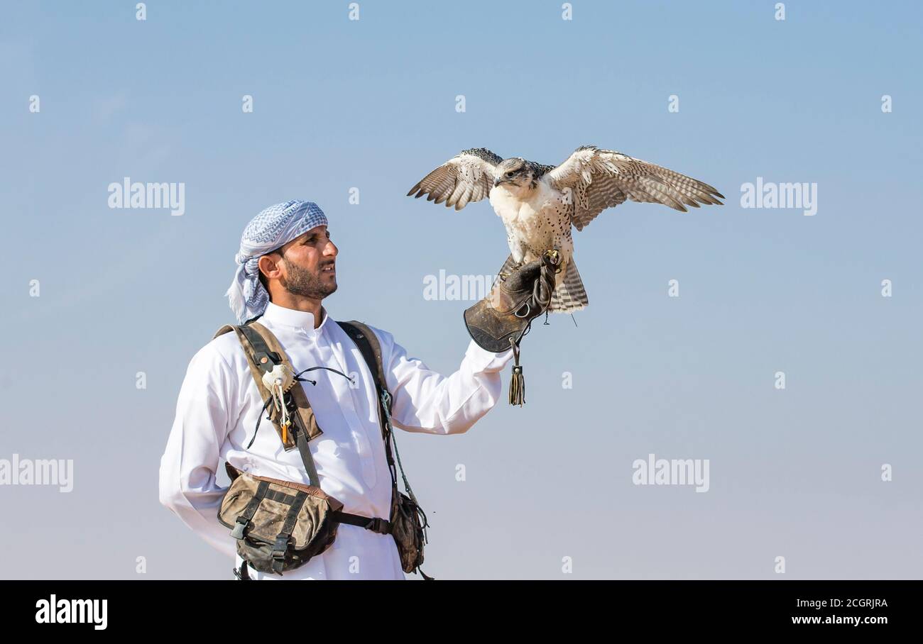 Dubai, Vereinigte Arabische Emirate, 19. November 2016: Ein Falkner in traditioneller Kleidung, Ausbildung ein Wanderfalke (Falco Peregrinus) Stockfoto