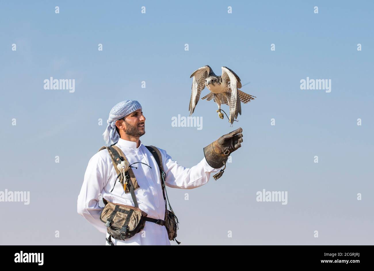 Dubai, Vereinigte Arabische Emirate, 19. November 2016: Ein Falkner in traditioneller Kleidung, Ausbildung ein Wanderfalke (Falco Peregrinus) Stockfoto