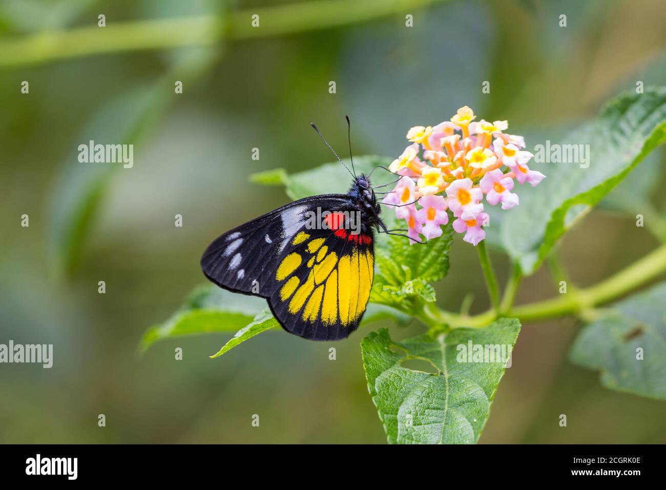 Ein Schmetterling auf einer Blume, die sich auf Nektar ernährt Stockfoto