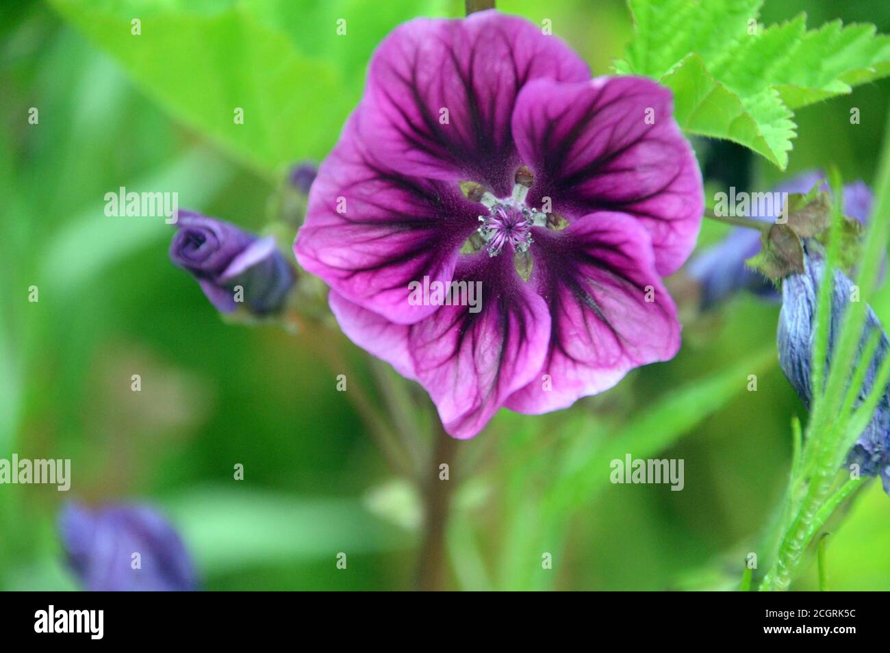 Purple/Mauve/Pink Malva sylvestris 'Common Mallow' Blume an einer Grenze in RHS Garden Harlow Carr, Harrogate, Yorkshire, England, Großbritannien angebaut. Stockfoto