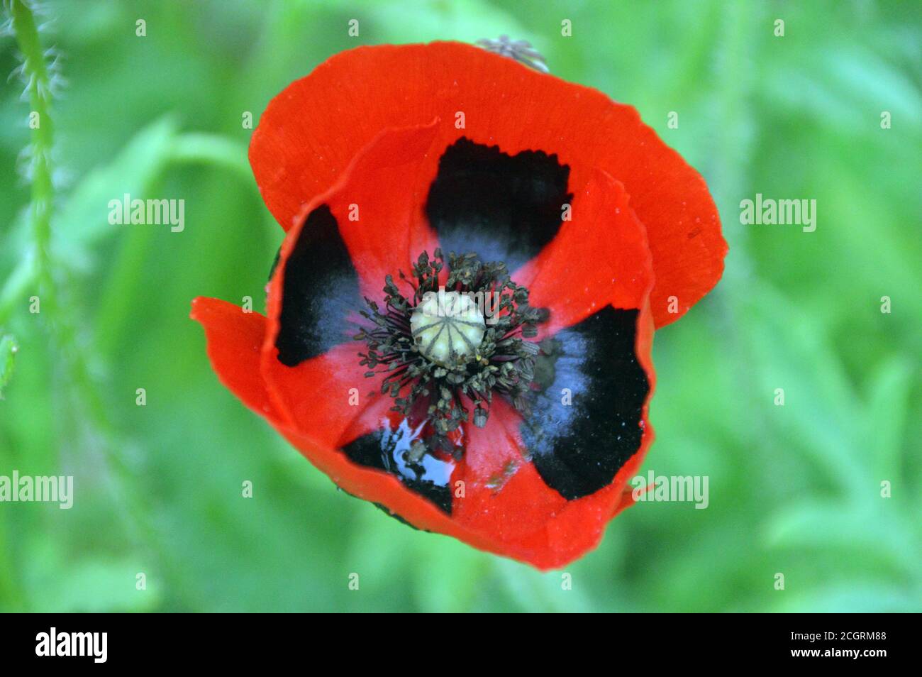 Große rote Blume mit schwarzen Flecken Papaver commutatum 'Ladybird Poppy' in einer Grenze bei RHS Garden Harlow Carr, Harrogate, Yorkshire, England, UK angebaut. Stockfoto