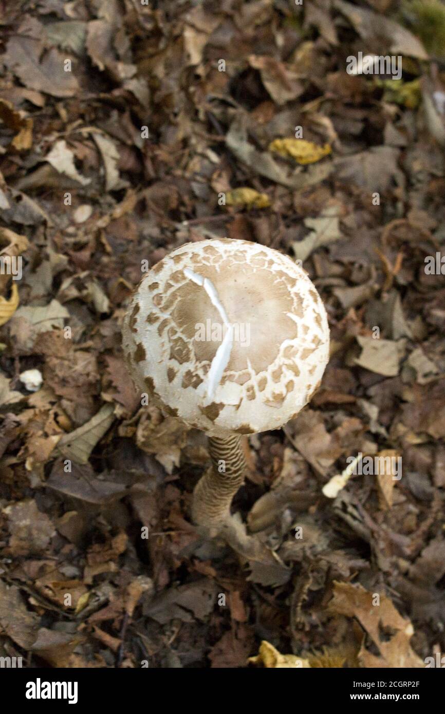 Blick auf Macrolepiota procera im Norden Italiens Stockfoto