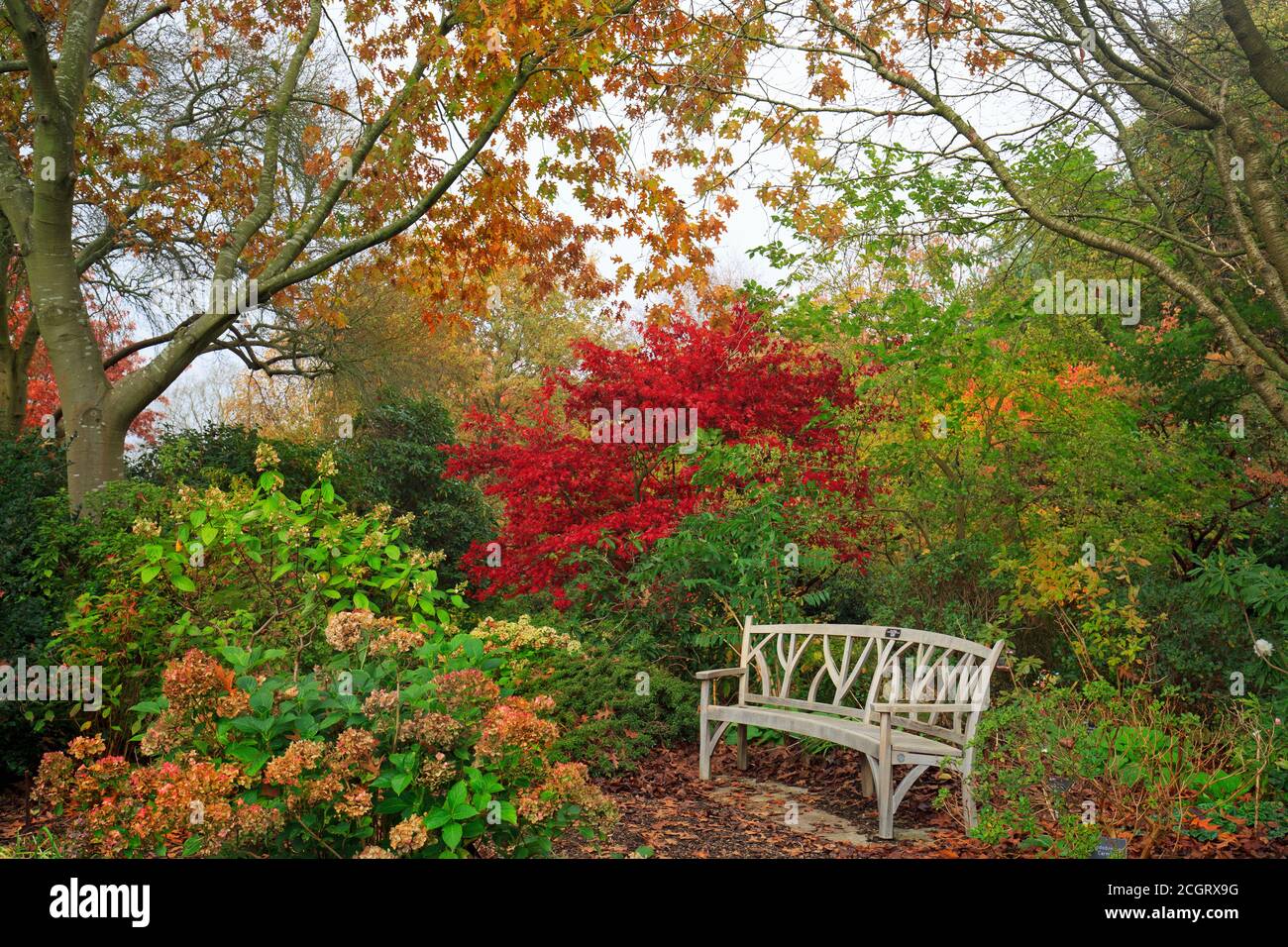 Herbstlicher britischer Waldpark mit einer Holzbank zum Ausruhen und Genießen der Aussicht. Stockfoto