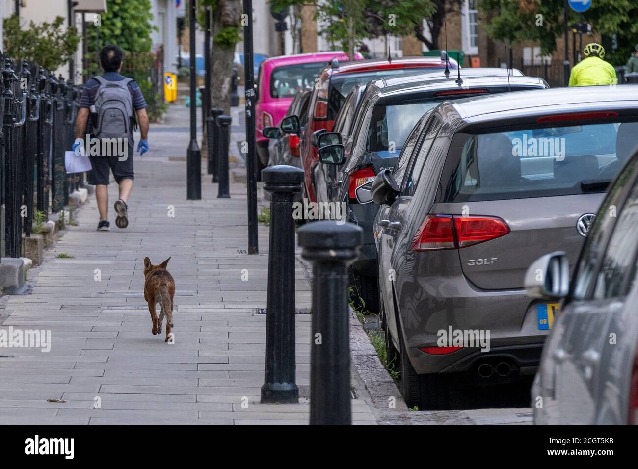 Ein urbaner Fuchs folgt Fußgängern auf einem Bürgersteig in Camden Town, im Norden Londons. Städtische Füchse scheinen sich wohl zu fühlen und leben neben Menschen in Städten. Stockfoto