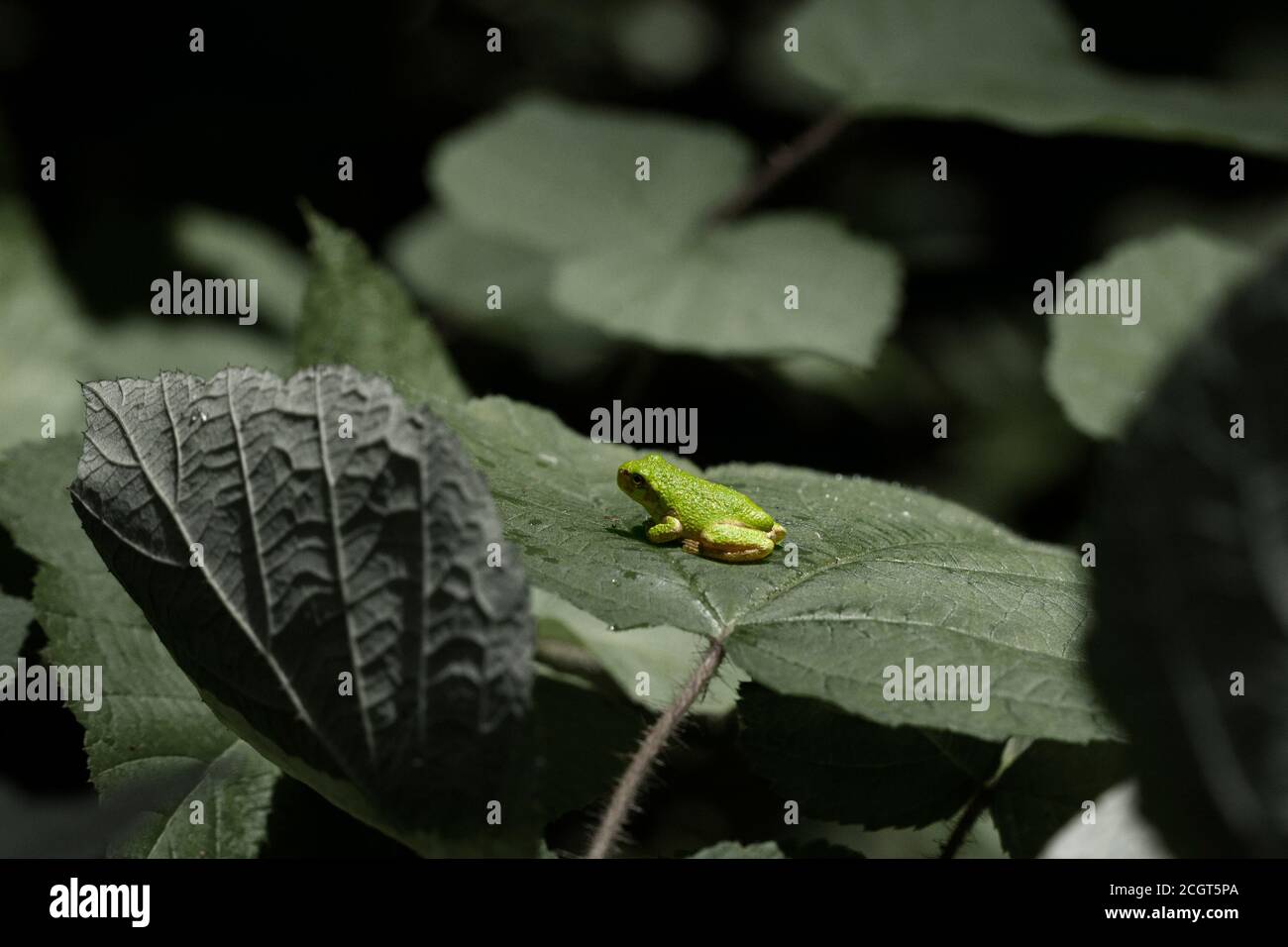 Bild von Hyla versicolor, einem winzigen Baumfrosch auf einem Baumblatt in Maryland. Aufgenommen mit einem Makroobjektiv zur Tageszeit. Der Frosch ruhte ruhig auf dem Blatt. Stockfoto