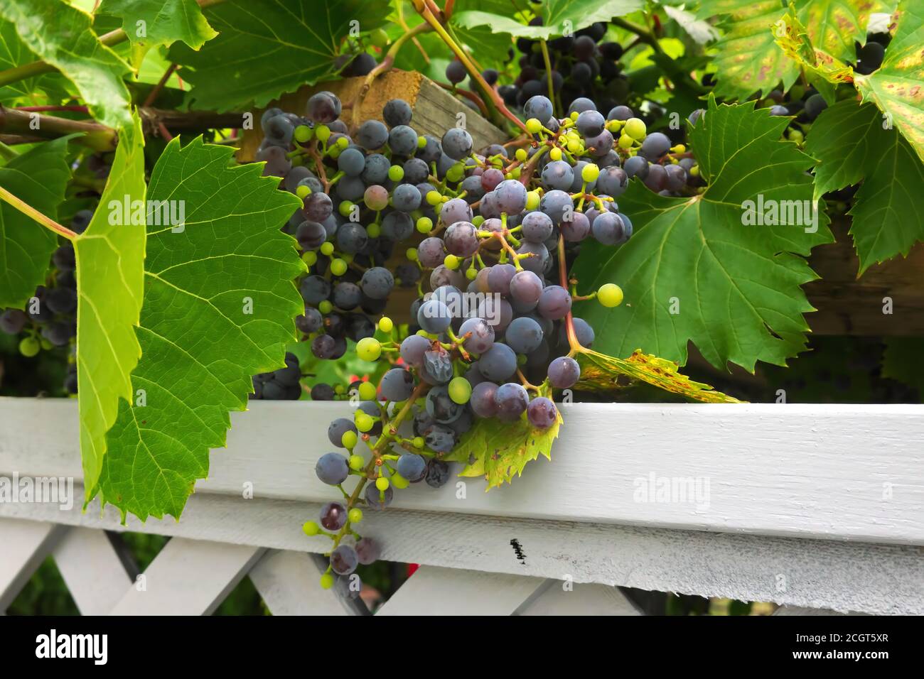 Klumpen roter Trauben reifen auf einer Laube über einem weißen Gitterzaun. Stockfoto