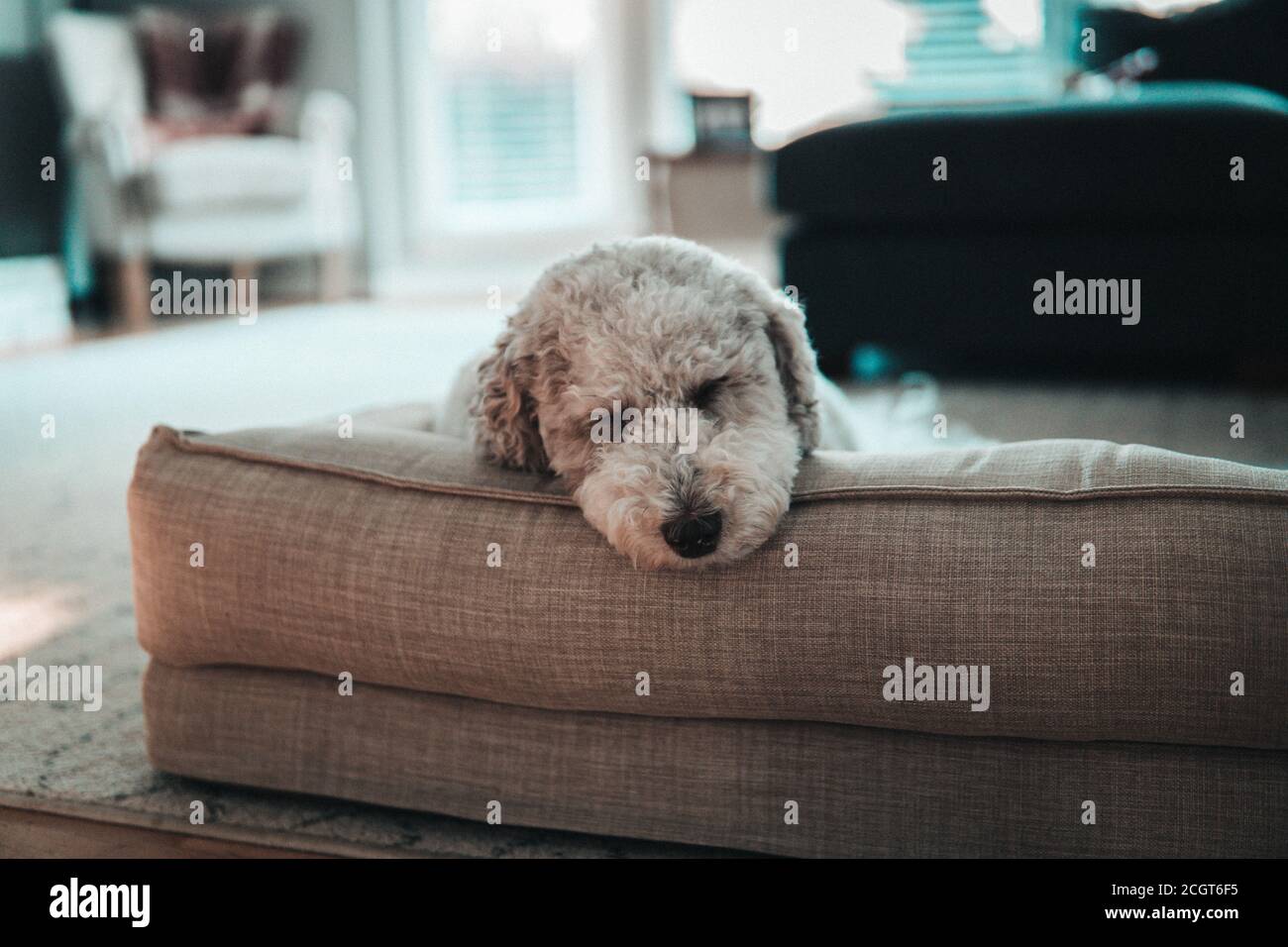 Flauschige Welpen schlafen im Hundebett Stockfoto