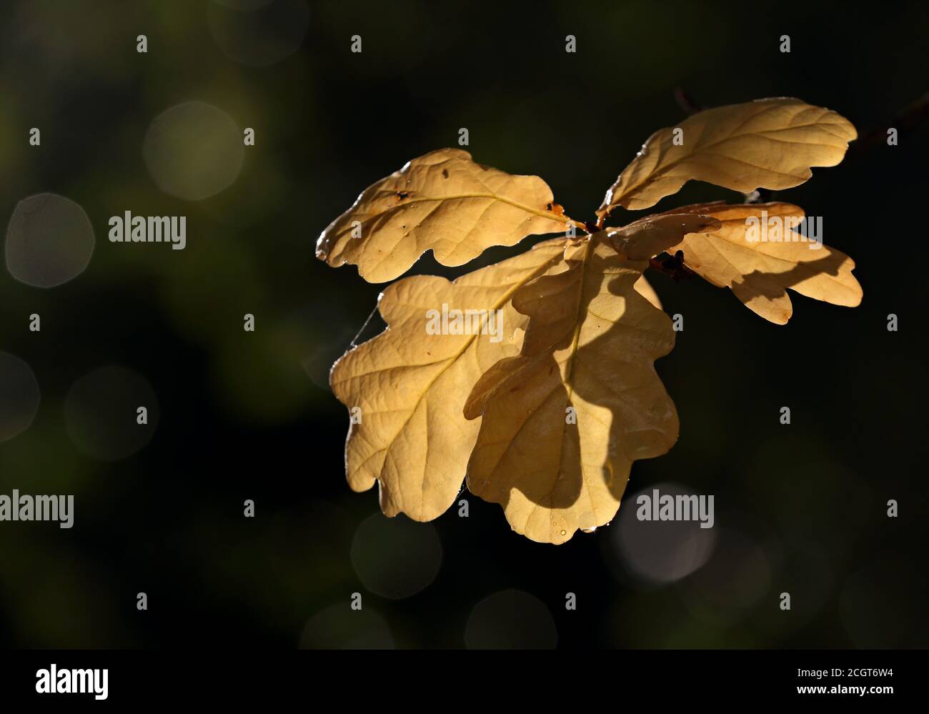 Gelbe Eichenblätter im Herbstmorgen Stockfoto