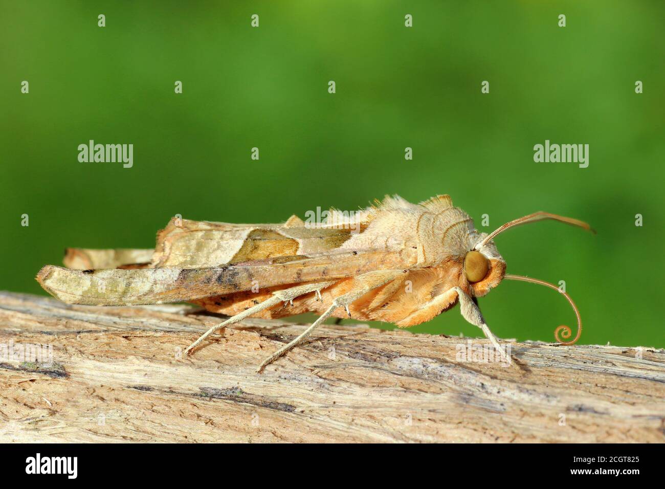 Winkel-Farbtöne-Phlogophora meticulosa Stockfoto