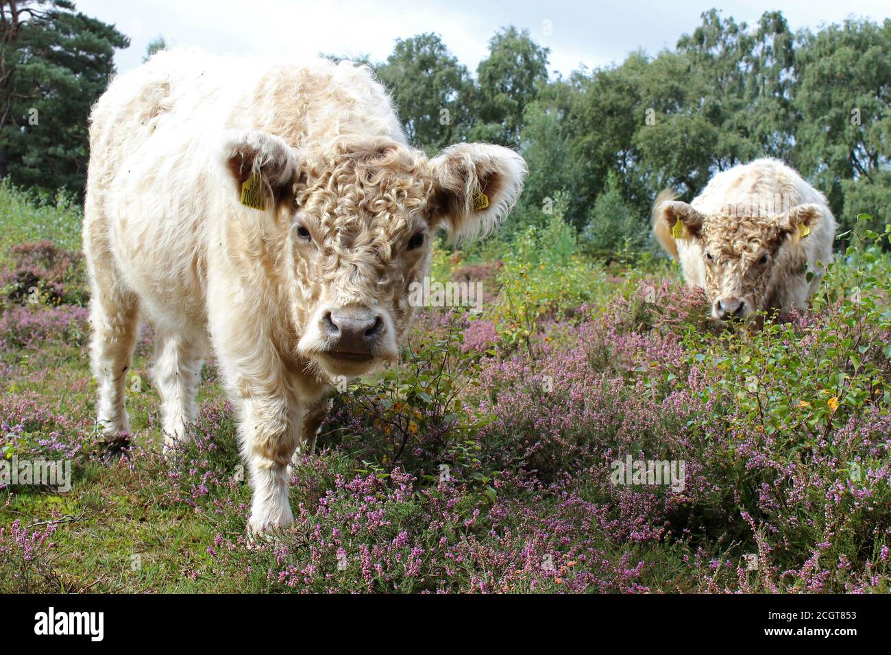 Galloway-Rinder Teil des Habitatbewirtschaftungsplans im Thurstaston Common Nature Reserve des National Trust, Wirral, Großbritannien Stockfoto