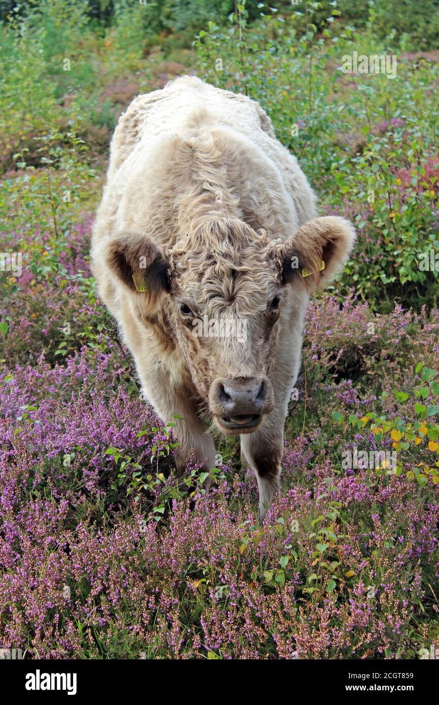 Galloway-Rinder Teil des Habitatbewirtschaftungsplans im Thurstaston Common Nature Reserve des National Trust, Wirral, Großbritannien Stockfoto