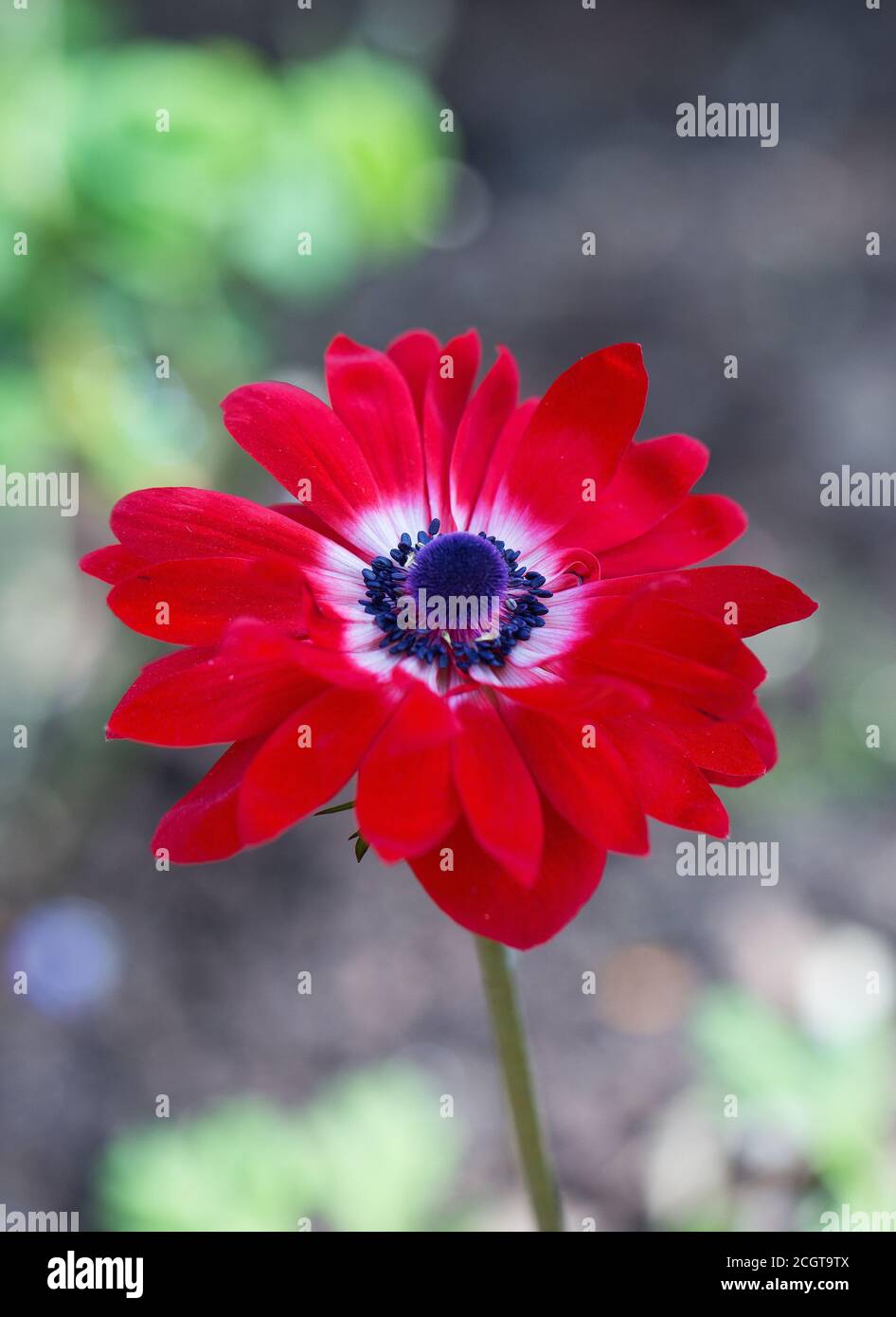 Schöner einzelner Stamm einer leuchtend roten Anemone, mit einem natürlichen unscharfen Hintergrund Stockfoto
