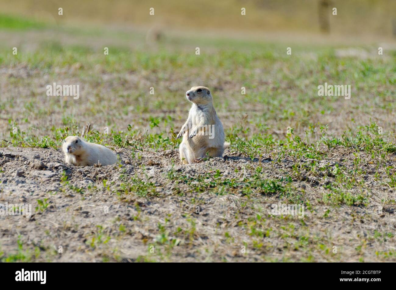 Seltene White Prairie Dogs direkt vor der Grenze des Badlands National Park, South Dakota, USA Stockfoto