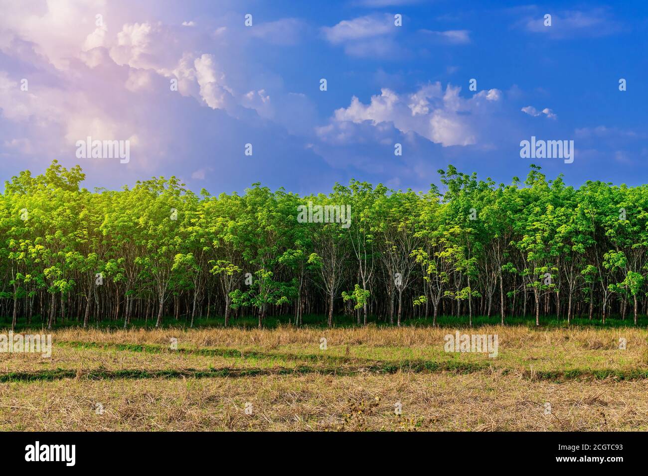 Para Gummibaum im Reisfeld, Latex Gummiplantage und Baumgummi im Süden Thailands Stockfoto
