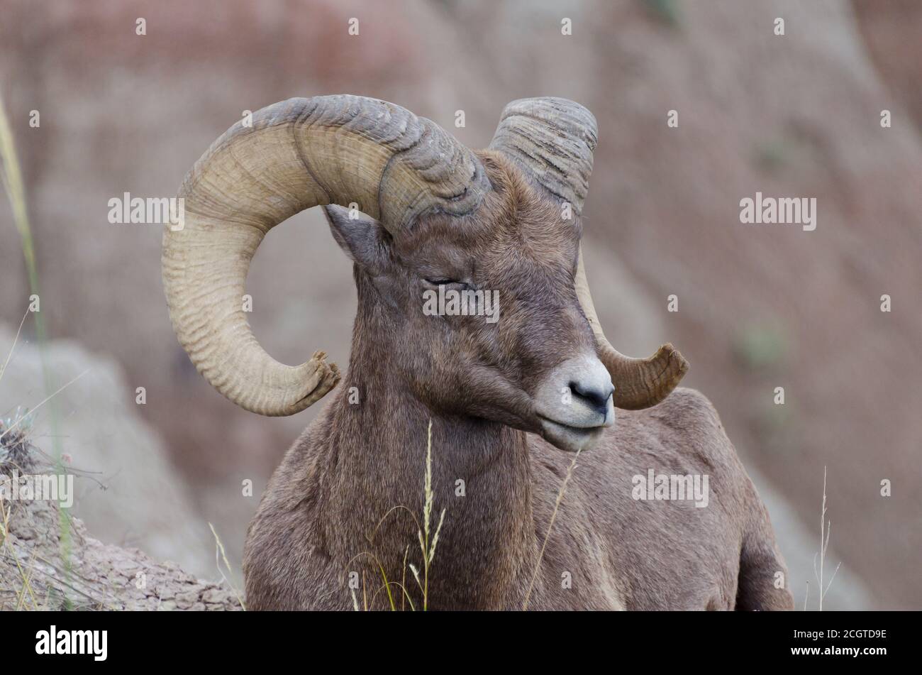 Bighorn Schaframme im Badlands National Park, South Dakota, USA Stockfoto