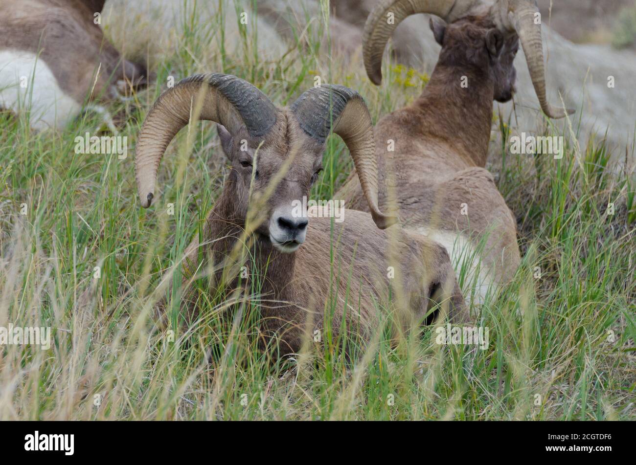 Bighorn Schaframme im Badlands National Park, South Dakota, USA Stockfoto