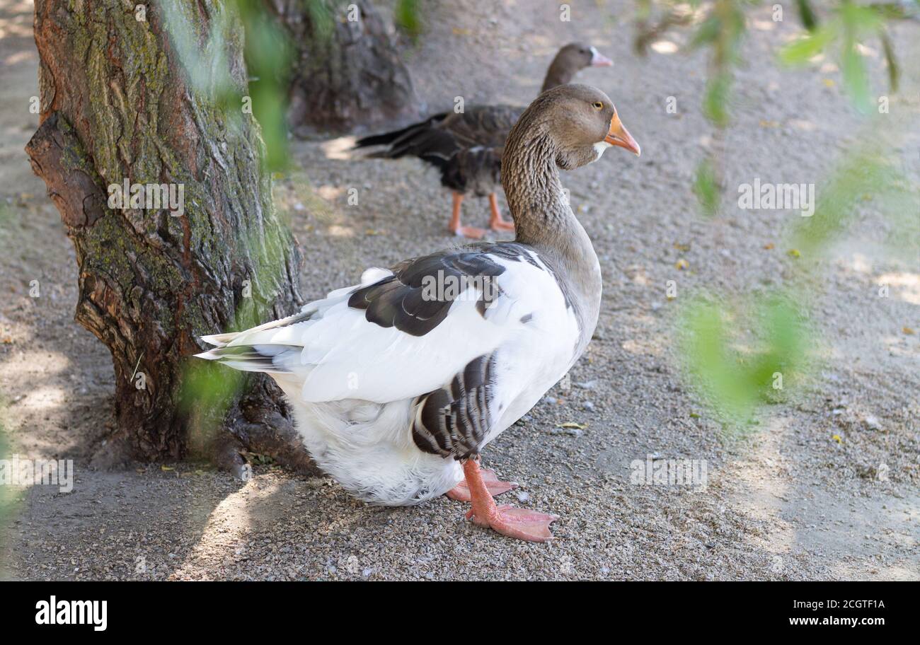 Lustige gans kostenlos Fotos und Bildmaterial in hoher Auflösung Alamy