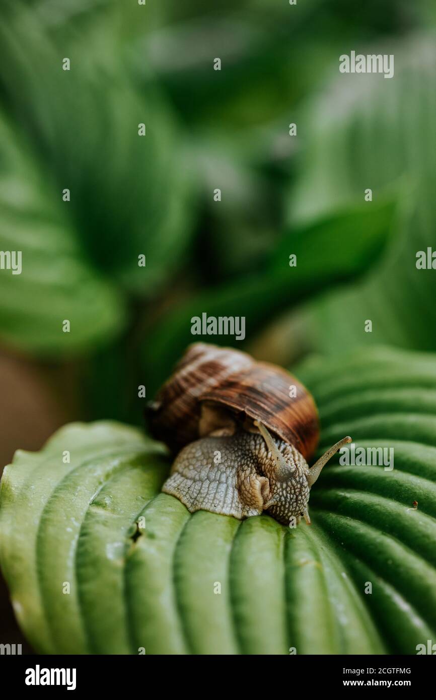 Nahaufnahme einer Schnecke, die auf den großen grünen Blättern gleitet Stockfoto